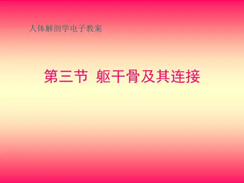 《基础解剖学》课件：第3节 躯干骨及其连接