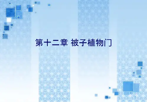 蔷薇科