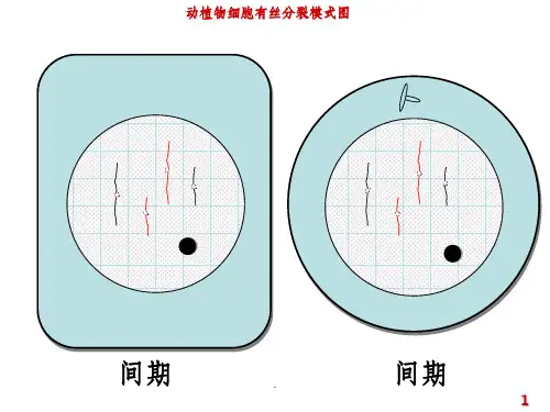 动植物细胞有丝分裂图(高一)PPT课件
