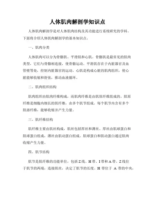人体肌肉解剖学知识点