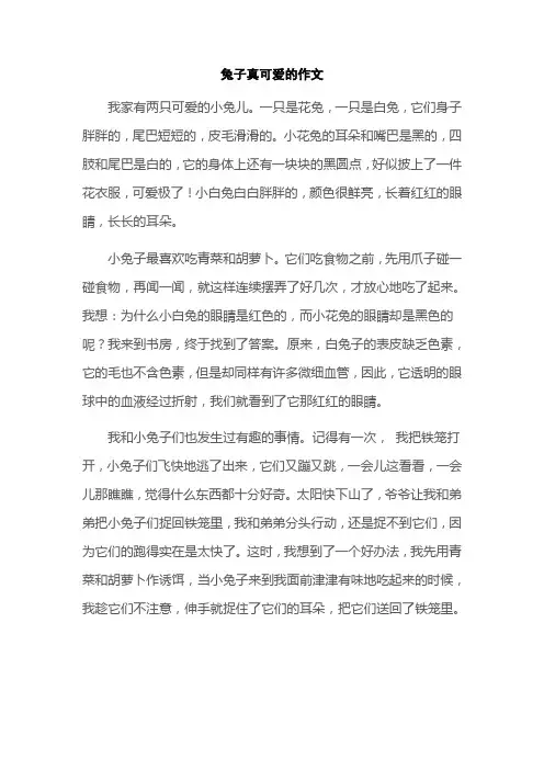 兔子真可爱的作文