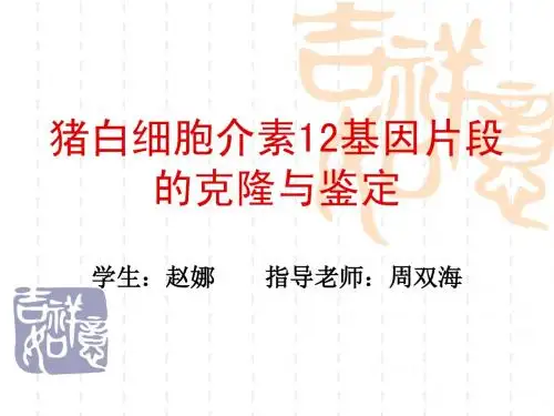 白细胞介素12