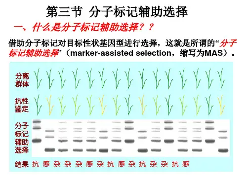第三节分子标记辅助选择