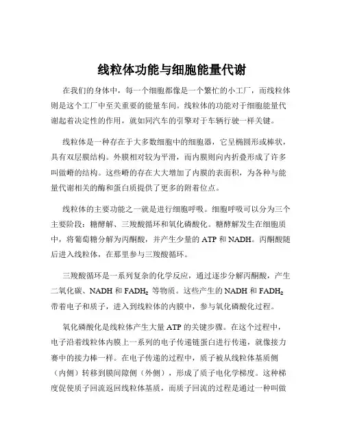 线粒体功能与细胞能量代谢