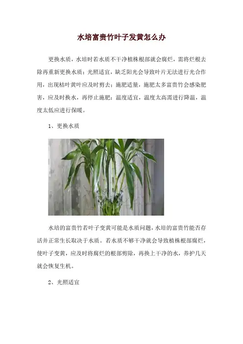 水培富贵竹叶子发黄怎么办