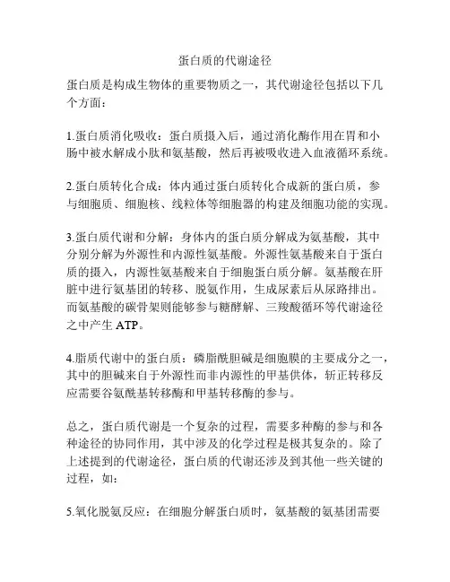 蛋白质的代谢途径