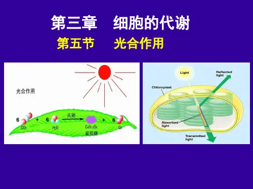 高中生物-光合作用