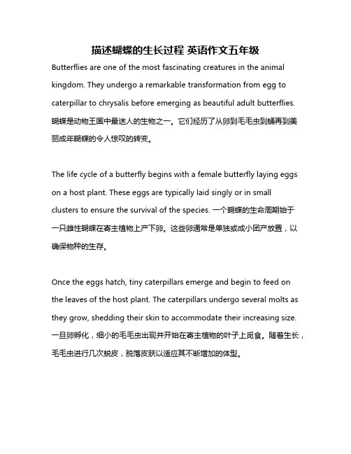 描述蝴蝶的生长过程 英语作文五年级