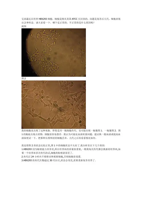 HEK293细胞