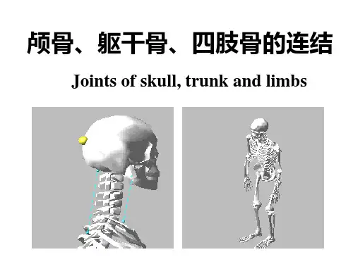 2 骨连接