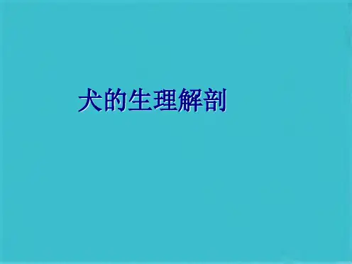 犬解剖结构与生理习性(共38张PPT)