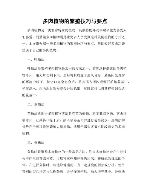 多肉植物的繁殖技巧与要点