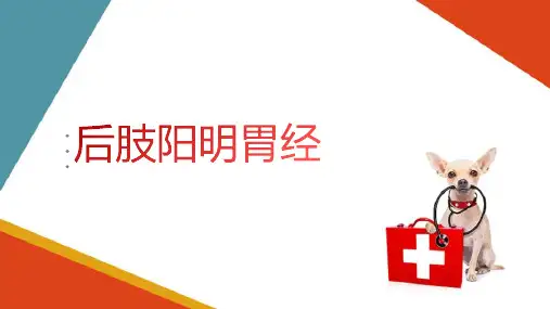 宠物穴位介绍 后肢阳明胃经、后肢太阴脾经主要穴位