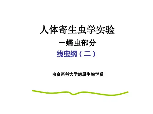 线虫、昆虫 PPT课件