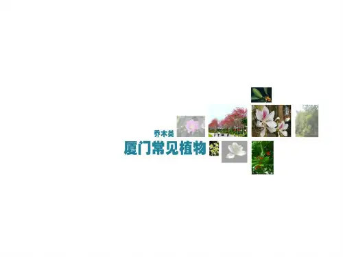 福建厦门常见植物_乔木类