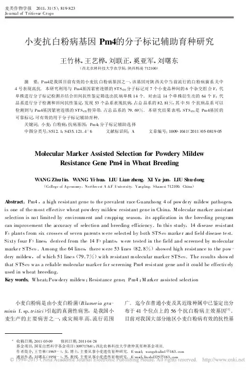 小麦抗白粉病基因Pm4的分子标记辅助育种研究_王竹林