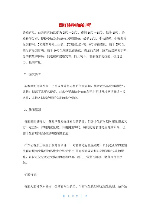 西红柿种植的过程