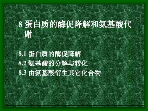 蛋白质酶促降解和氨基酸代谢