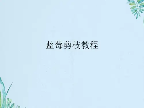 蓝莓剪枝教程
