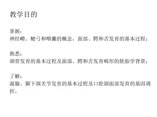 口腔颌面部发育ppt课件
