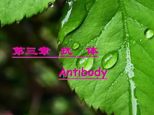 第三章抗体