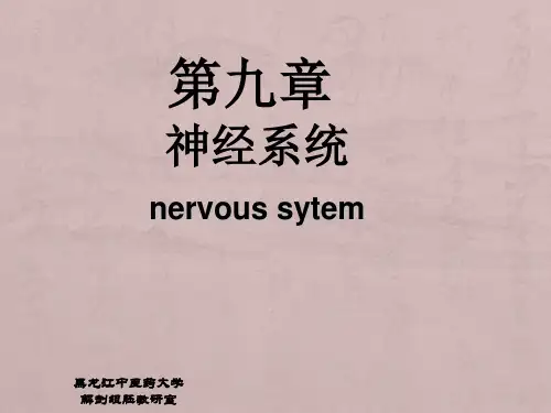 正常人体解剖学 神经系统