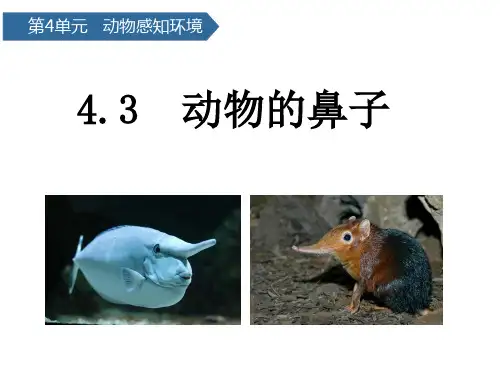 二年级下册科学课件动物的鼻子青岛版(六年制)(共13张PPT)