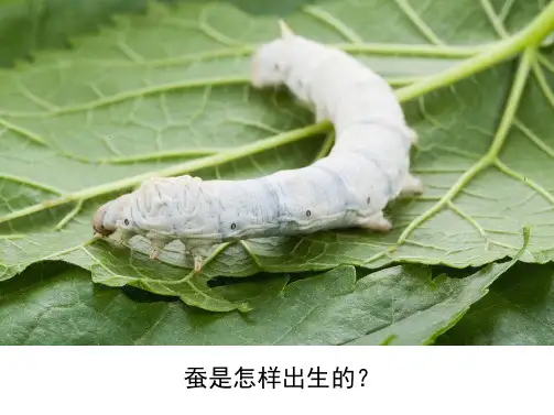 2.7动物的繁殖(课件17页ppt)