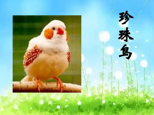 统编版五年级语文上册4珍珠鸟课件(共24张PPT)