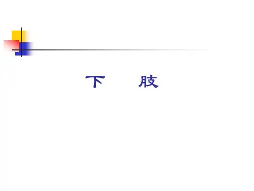 解剖学《下肢》课件
