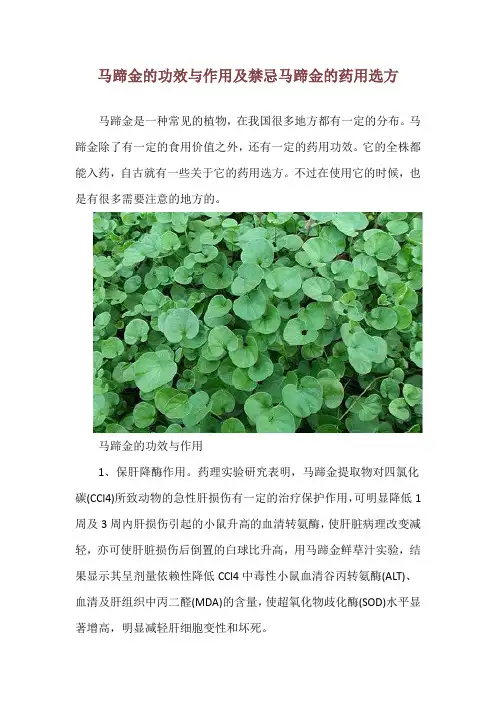 马蹄金的功效与作用及禁忌 马蹄金的药用选方