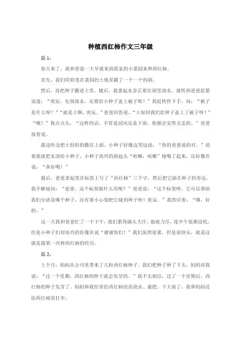 种植西红柿作文300字三年级