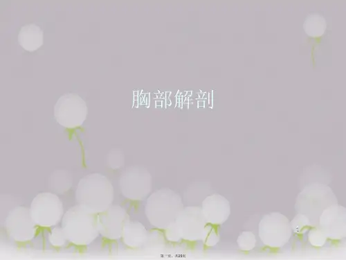 胸部解剖 