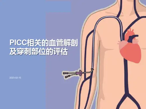 PICC相关的血管解剖及穿刺部位