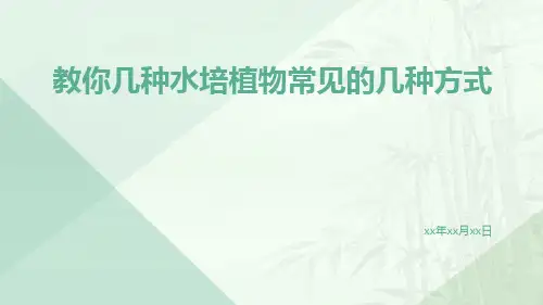 教你几种水培植物常见的几种方式