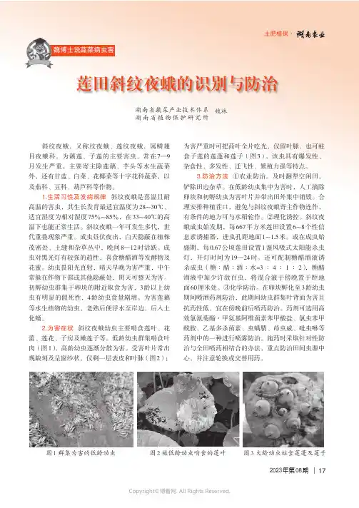 莲田斜纹夜蛾的识别与防治