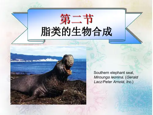 脂类的生物合成