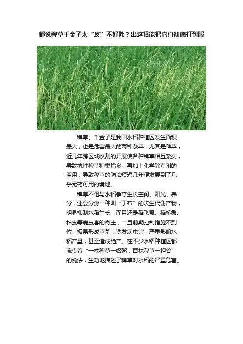 都说稗草千金子太“皮”不好除？出这招能把它们彻底打到服