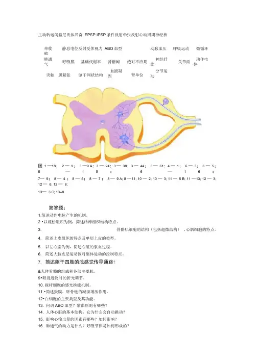 (完整word版)人体解剖生理学期末考试复习试题