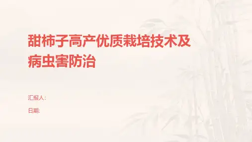 甜柿子高产优质栽培技术及病虫害防治