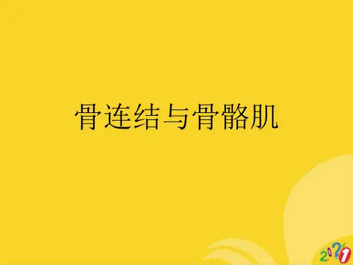 骨连结与骨骼肌标准文档ppt