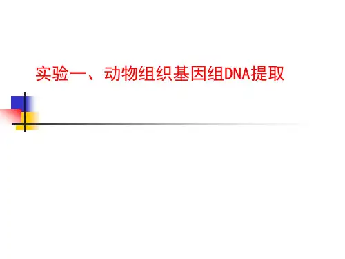 动物组织基因组的提取讲解