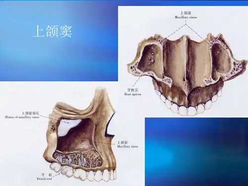 口腔解剖生理学课件(二)