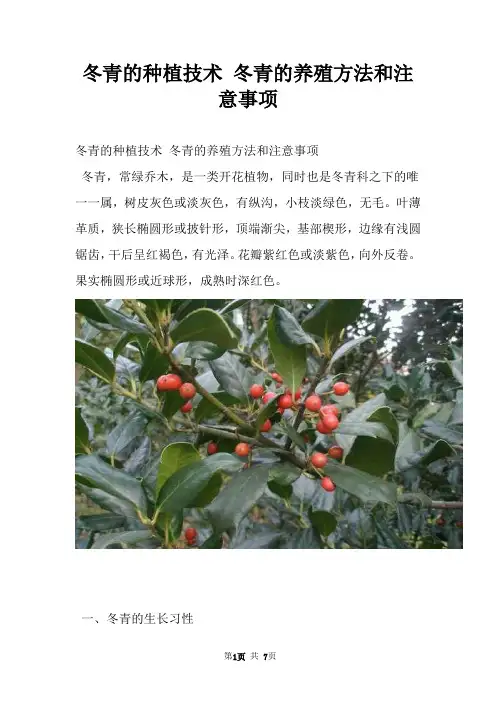 冬青的种植技术 冬青的养殖方法和注意事项
