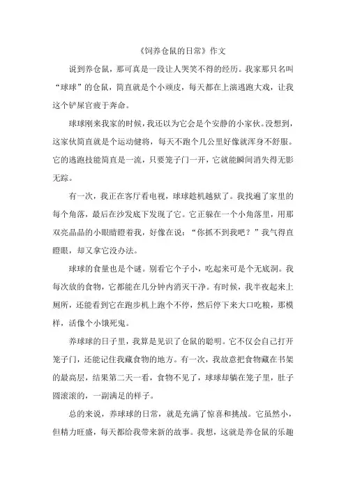 《饲养仓鼠的日常》作文