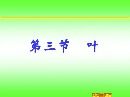 植物的叶和其特性讲解