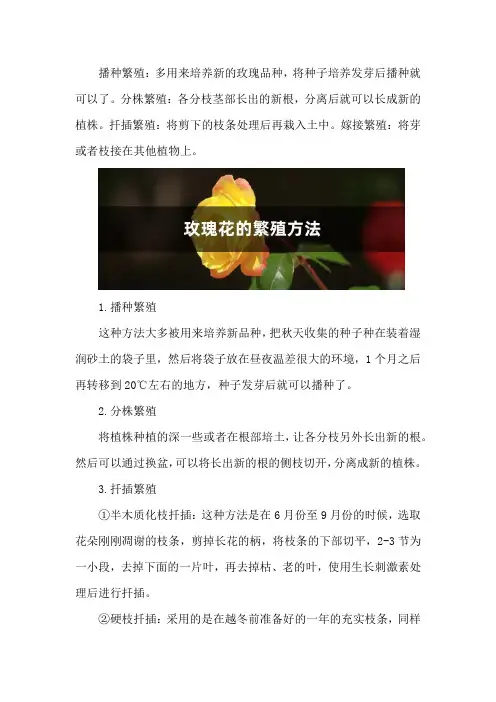 玫瑰花的繁殖方法_1
