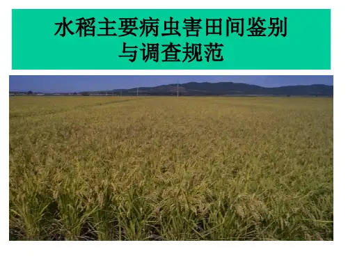 水稻主要病虫害田间鉴别与调查规范