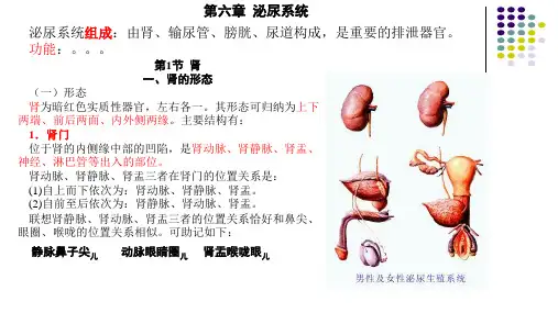正常人体解剖学-第6章泌尿系统