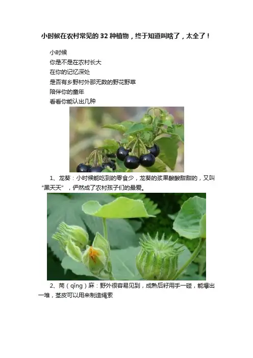 小时候在农村常见的32种植物，终于知道叫啥了，太全了！